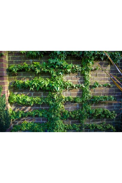 Плющ ’Сагіттіфолія’ з характерним стрілоподібним листям на фасаді будинку